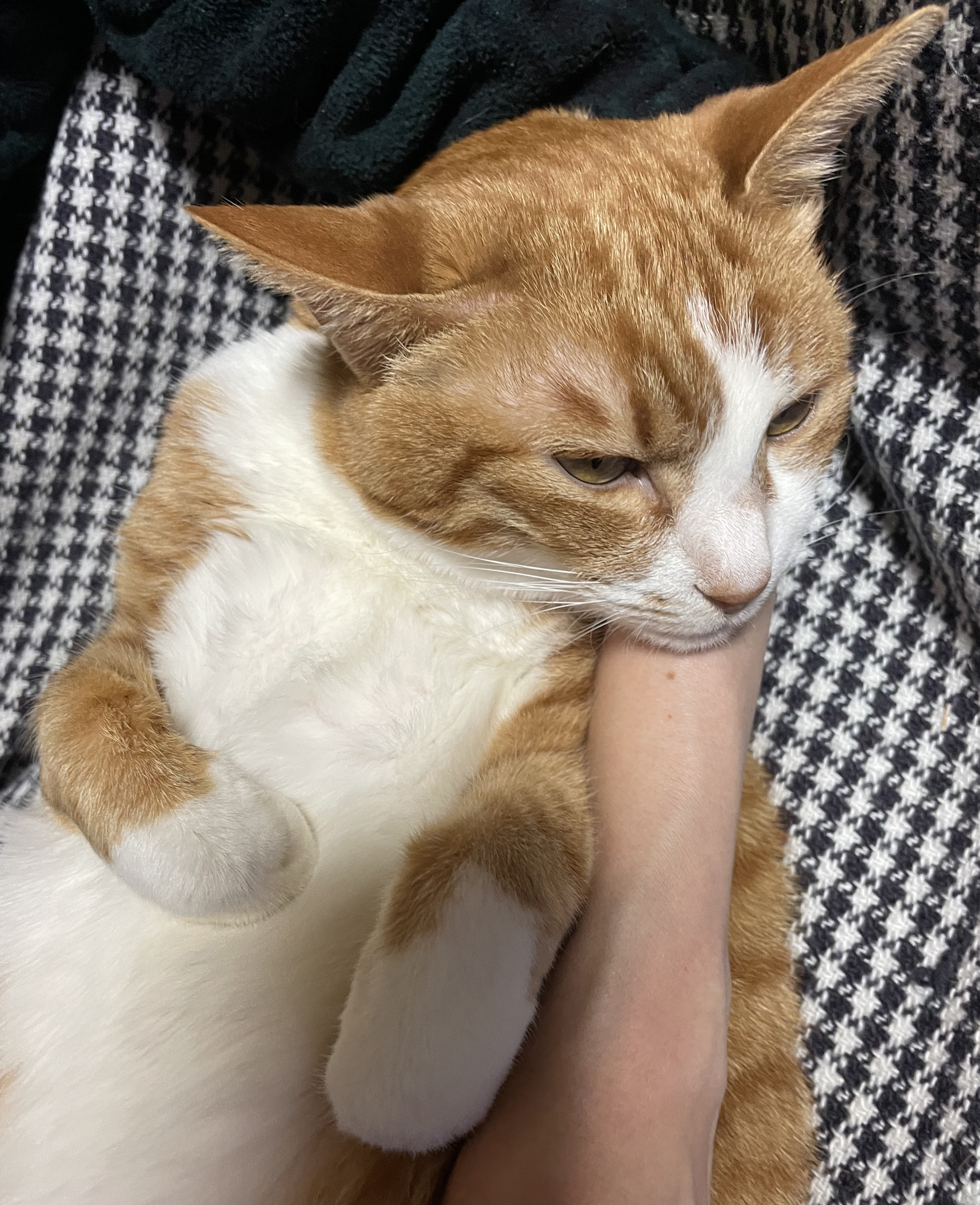 ろくかわ